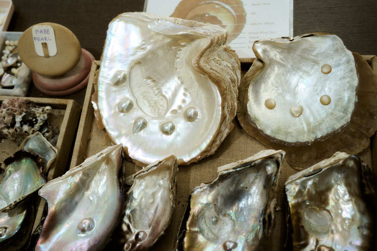 Pearls and shells from the UMI photography archive